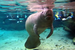 Premium Manatee Swim en Crystal River