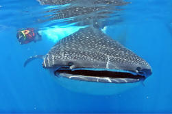 Tournée tout inclus à Whale Shark Encounter à Cancun