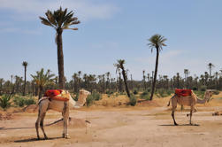 Tour en grupo pequeño: Camel Ride a través de Palm Grove