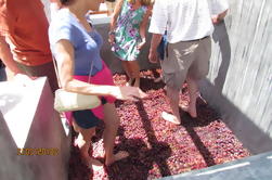 Grape Stomping Experience in Santorini