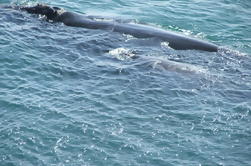 Private Tour: Whale Watching Day Tour nach Hermanus aus Kapstadt