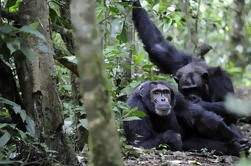 10 días de gira clásica de Uganda Primate y trabajo comunitario