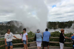 Tauranga Shore Excursion: Maori Cultuur, Kiwis, en Geo-Thermal Valleys in Tauranga