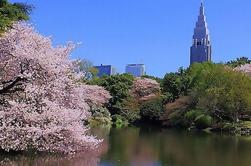 Tokyo: Kirschblüte 'Sakura' Besichtigungstour mit dem Bus inklusive Buffet Mittagessen