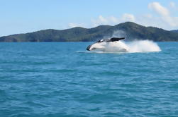 Por la mañana o por la tarde Whitsundays Whale Watching Cruise desde Airlie Beach incluyendo snorkeling