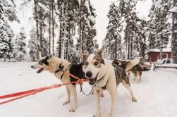 Husky Safari von Rovaniemi Einschließlich einer Husky Sled Ride