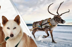 Lappland Rentier und Husky Safari aus Rovaniemi