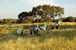 Monte Velho Lusitano Horse Stud Farm Day Trip privato da Lisbona