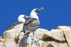 Ballestas Islands og Tambo Colorado fra San Mart