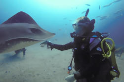 PADI Curso de Especialidade em Identificação de Peixe em Tenerife