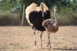 Granja de Avestruz en Mallorca