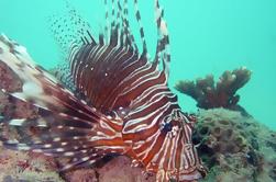 Kata Beach Buceo