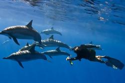 Snorkel de Bahía Kealakekua y Nado de Delfines Salvajes