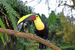 Birdwatching vicino al vulcano Arenal