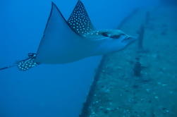 Two Tank Certified Wreck SCUBA Diving From Waikiki