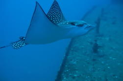 Private SCUBA Diving Charter From Waikiki