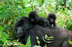 3 días Gorila Trekking a Bwindi