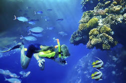 Lanai Snorkel and Dolphin Watch