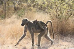 Private Tour: 4-Day Chalé Pilanesberg Safari de Joanesburgo