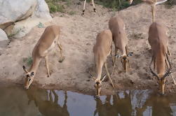 Private Tour: 4-Day Chalet Kruger Park Safari de Joanesburgo