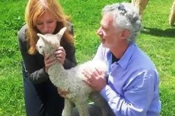 Alpaca Farm Tour en Adairsville, Georgia