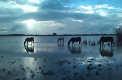 Doñana Natuurpark Full-Day Tour van Sevilla