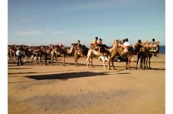 Camel Ride sur la plage de Mojácar