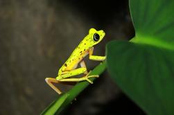 Walk Night at Arenal Natura Ecological Park