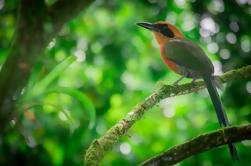 Bird Watching Tour a Arenal Natura Ecological Park