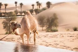 Live a day in Bedouin style - UAE Heritage Tour