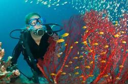 Curso PADI de buceo en aguas abiertas en Bayahibe