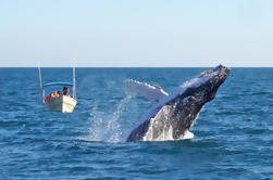 Expedición de Observación de Ballenas en Mazatlán