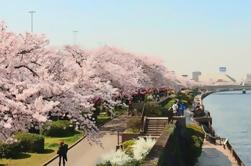 Tour de flor de cerezo de día completo en Tokio, incluyendo almuerzo buffet