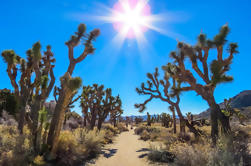 Parque Nacional de Joshua Tree Excursión de senderismo guiada personalizada