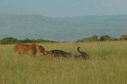 7 Safari nocturno: Cataratas de Murchison, Bosque de Kibale, Lago Queen Elizabeth y Mburo