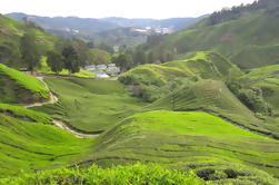 Full Day Cameron Highlands Tour