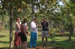 Tour de especias y comida casera de Goa en una plantación orgánica