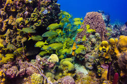 Full-Day Catalina Island Scuba Diving Tour van Punta Cana