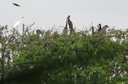 Excursão de um dia a Vam Sat Mangrove Forest de Ho Chi Minh City