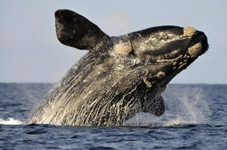 Private Cape Riviera und Whale Watching Tour aus Kapstadt