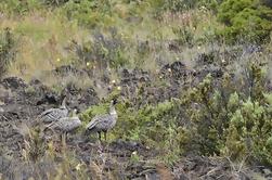 Recorrido hawaiano del descubrimiento de la fauna