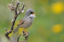 Visite guidée d'une demi-journée guidée par les oiseaux depuis Lanzarote