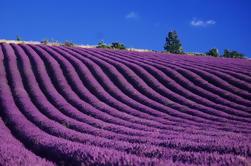 Visita privada a Valensole, Moustiers-Sainte-Marie, y el lago de Sainte-Croix de Avignon