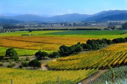 Degustación de vinos de Casablanca Valley incluyendo 4 viñedos