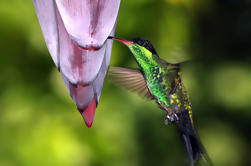 Rockland Bird Sanctuary Tour desde Montego Bay