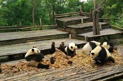 Private Tour: Personalizzare il vostro giorno perfetto a Chengdu