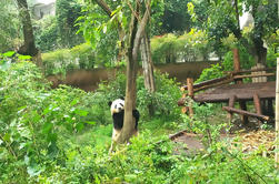 Chengdu Panda privato viaggio con Pomeriggio Private Tour personalizzati