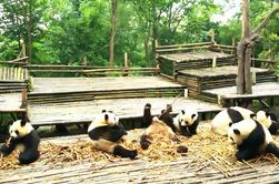 Visite privée d'une demi-journée à Chengdu Panda