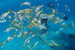 Private Nassau Snorkeling Tour