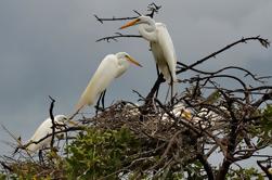 San Jacinto Hot Springs y Juan Venado Wildlife Reserve Tour en barco